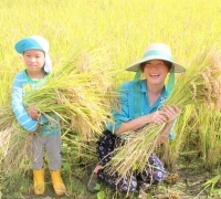 Celebrated the Harvest of Rice in Konohana Family