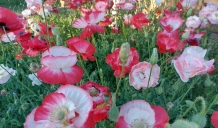 Please Enjoy the Blooming Poppies at the Holy Resort