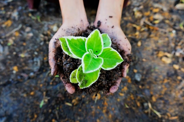 seedling-soil-green-plant-ecology.jpg