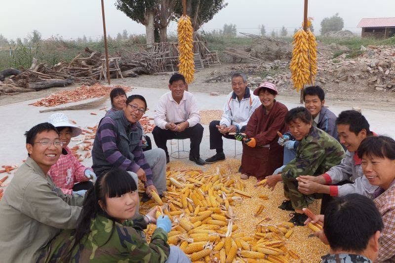 Guide Xuefeng and Chanyuancao husking corn in Lifechanyuan's selfless communal life.